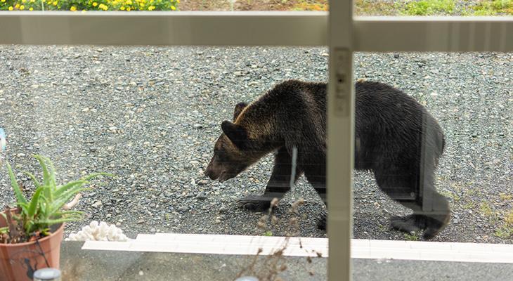 Japonya’da Ayı Saldırıları Artıyor: Tokyo Yakınlarında Bir Kişi Yaralandı