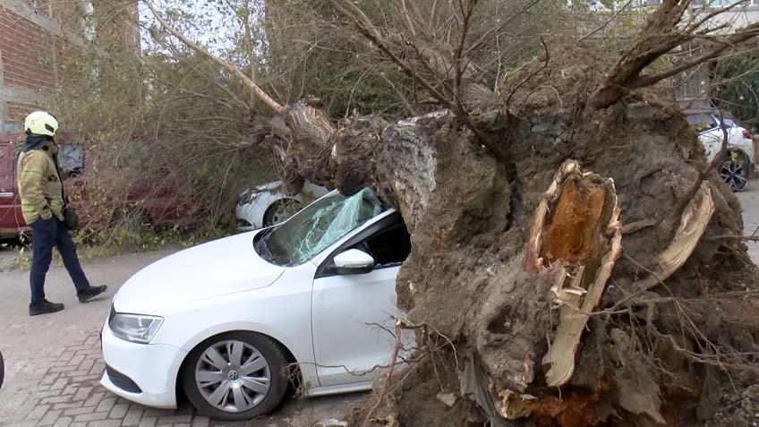 İstanbul’da dev ağaç 4 aracın üzerine çöktü! ‘1 saniye ile kurtuldum’