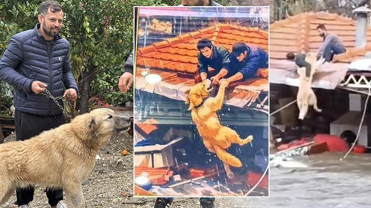 Alanya’da Yürekleri Isıtan Kurtarma: Taşkında Mahsur Kalan Köpek Paşa Hayat Pahasına Kurtarıldı
