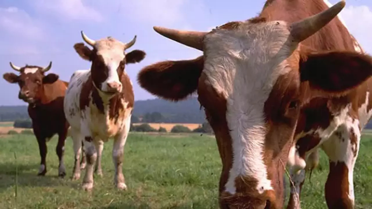 İSTANBUL’DA KURBANLIK PİYASASINA NEFES: 1800 BÜYÜKBAŞLA FİYATLARDA DÜŞÜŞ SİNYALİ