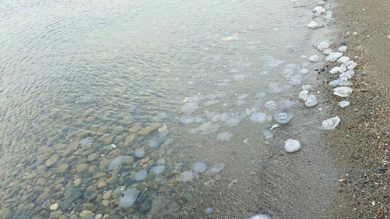 İskenderun Körfezi’nde Denizanası Yoğunluğu: Uzmanlardan Dikkat Çeken Açıklama