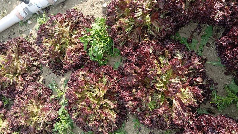 Beypazarı’nda Tarım Felaketi: Dolu Yağışı Marul Tarlalarını “Sildi Süpürdü”!