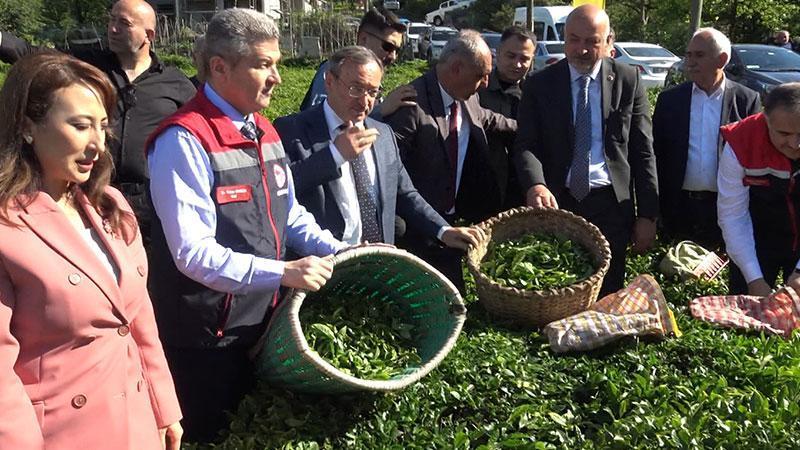 DOĞU KARADENİZ’DE YAŞ ÇAY HASADI BAŞLADI: ÜRETİCİLER BAHÇELERE GİRDİ