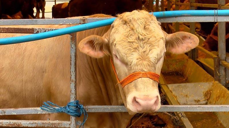 880 Kiloluk Kurbanlık İçin Nefes Kesen Pazarlık! Fiyat 20 Dakikada 20 Bin Lira Düştü