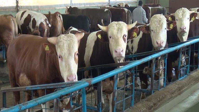Fethiye Belediye Başkanı’na Silahlı Saldırıda Operasyon: 6 Şüpheli Adliyede!