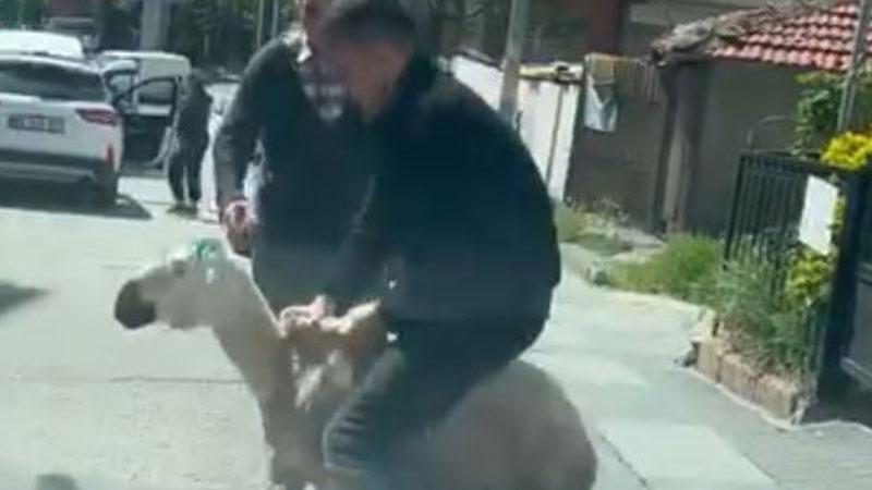 ANKARA’DA KURBAN BAYRAMI PANİĞİ! KAÇAN HAYVANLAR SOKAKLARI KARIŞTIRDI