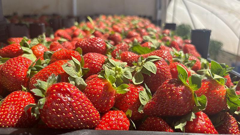 Antalya’da Çilekte “Tarla-Market” Fiyat Uçurumu: Aradaki Fark 5 Katı Aştı