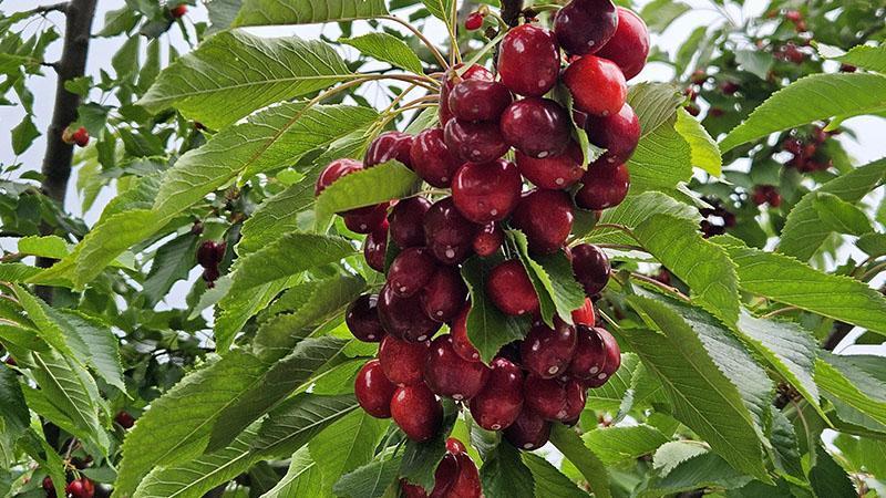 Batı Akdeniz’de Kiraz ve Vişne İhracatı Yüz Güldürdü! Haziranda 40,6 Milyon Dolar Gelir