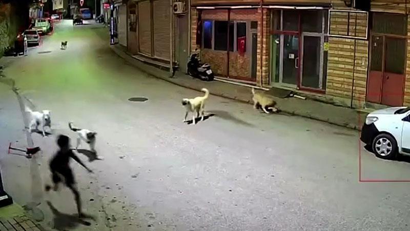 Skuteriyle eve dönen 10 yaşındaki çocuk sahipsiz köpeklerin saldırısından son anda kurtuldu