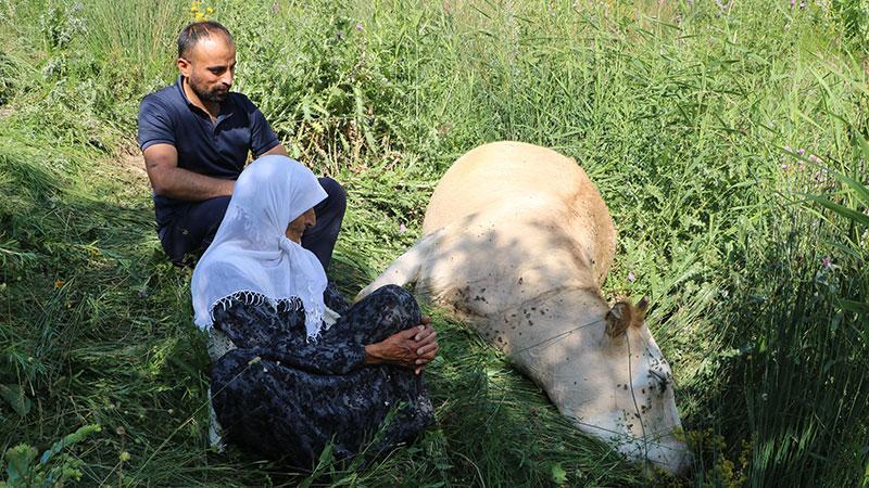 Uçurumdan Düşen İneğin Yerine 2 İnek ve 2 Buzağı Desteği