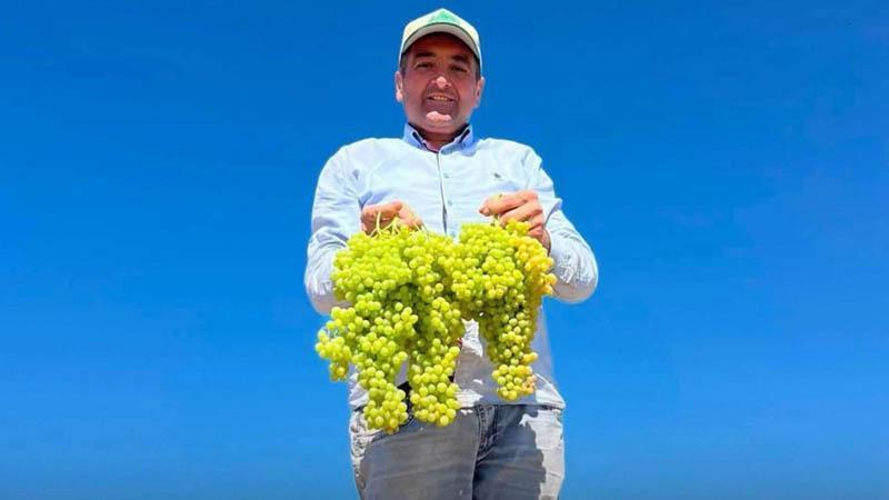 Saruhanlı Belediye Başkanı Ekrem Cıllı üzüm makinesinde yaralandı