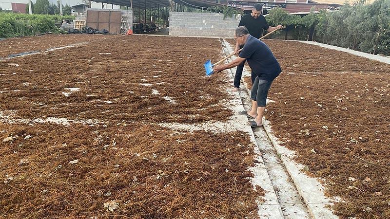 TMO’nun kuru üzüm fiyatları üreticiyi umutlandırdı: Gözler piyasada