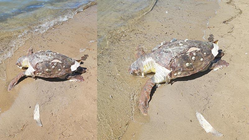 Ayvalık sahilinde ölü caretta caretta bulundu