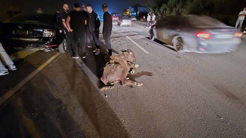 Samandağ Çevre Yolu’nda Kaza: 3 Angus Telef Oldu, Sürücü Yaralandı