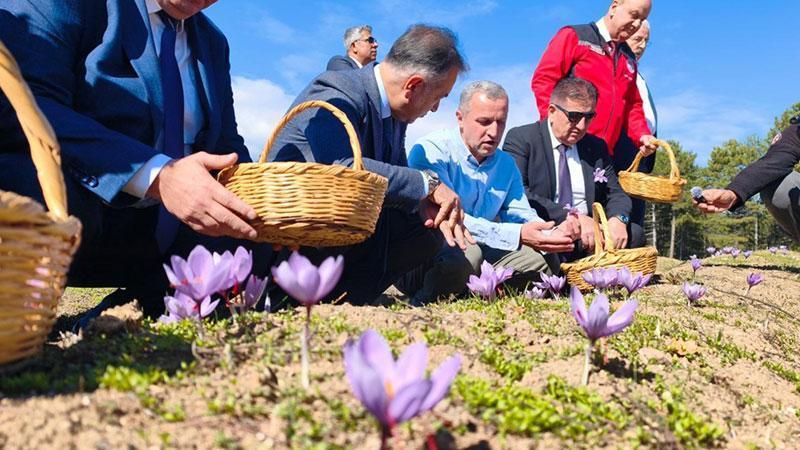 Safranbolu’da safran hasadı başladı: Kilosu 800 bin TL’den satılıyor